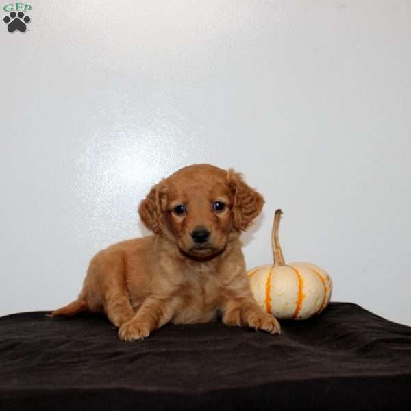 Calista, Mini Goldendoodle Puppy